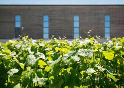 GNAT-Ingénierie-batiment-viticole-Coopérative-Mailly